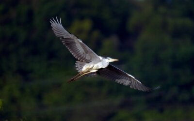 Our Favorite Birdwatching Spots Around Tellico Lake
