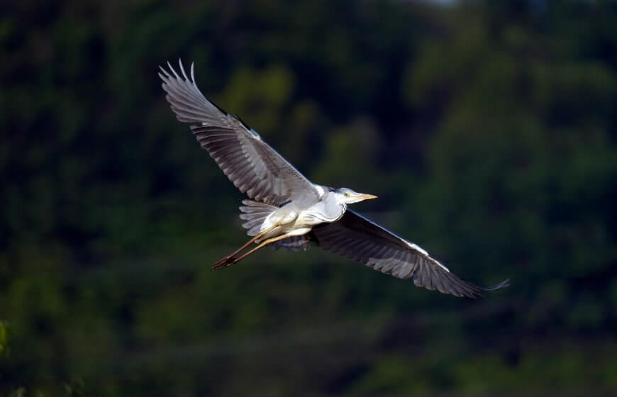 Birdwatching Spots Around Tellico Lake